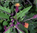 Gynura Aurantiaca